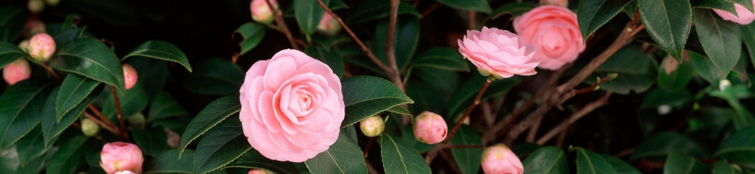 The Camellia