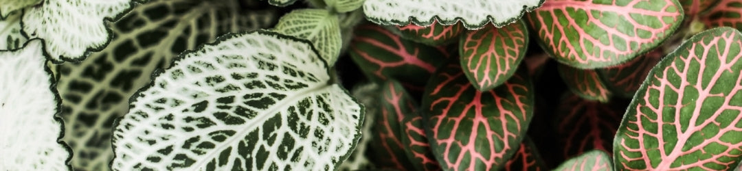 The Fittonia