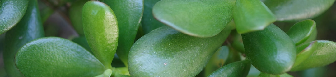 The Jade