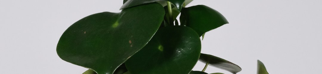 The Peperomia