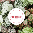 Fittonia Skin Routine